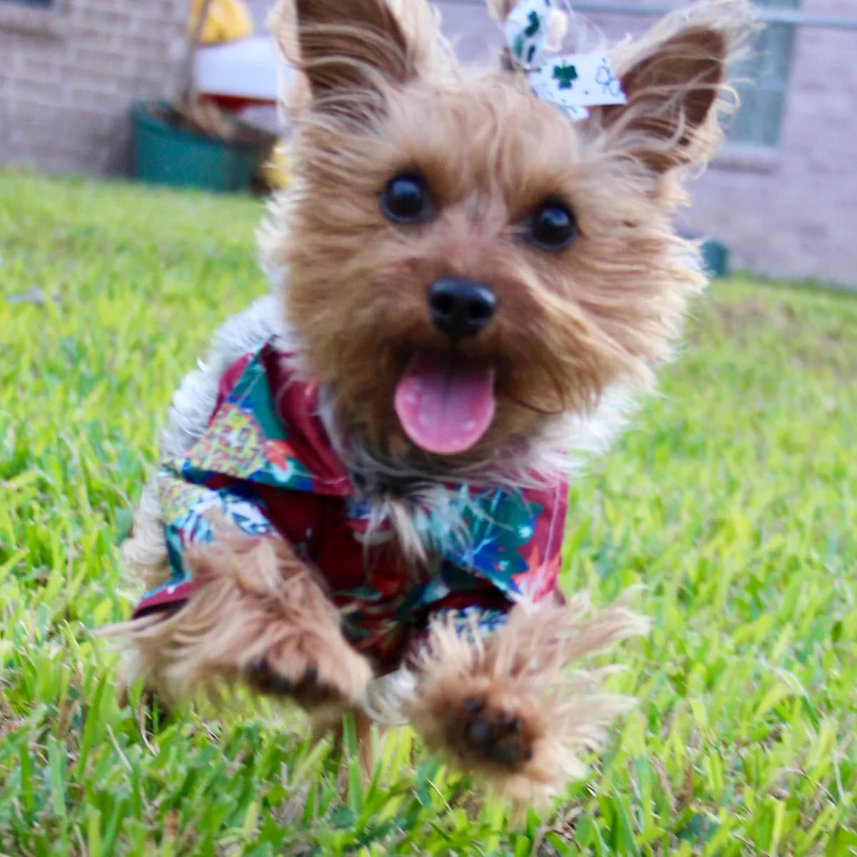 Yorkie feliz corriendo por la hierba