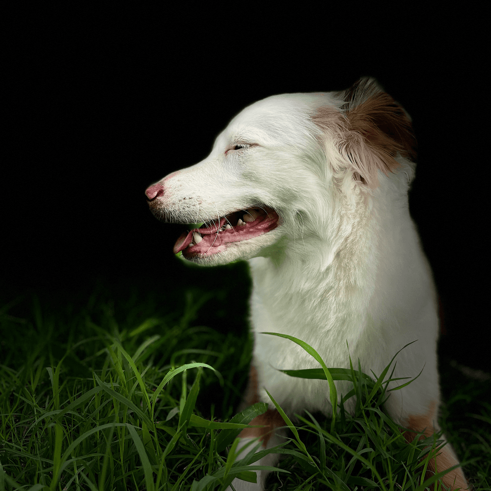 A freshly groomed dog resting in the grass