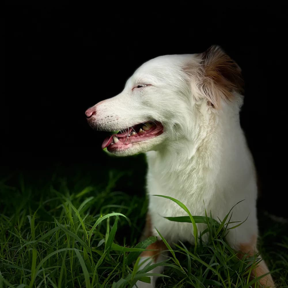 Un perro recién acicalado descansando en la hierba.