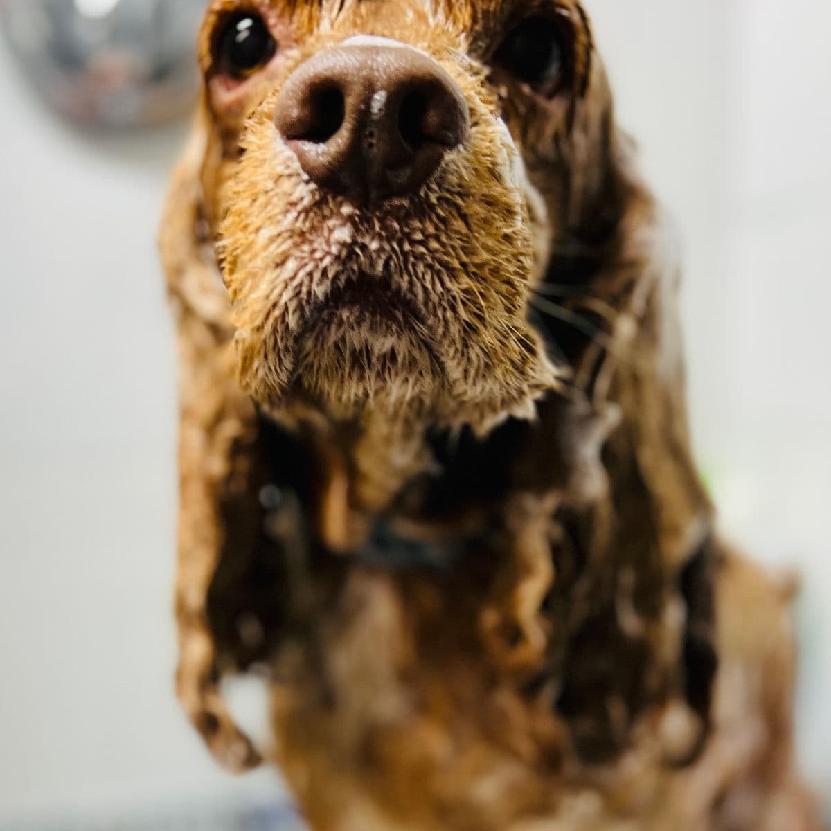 Cocker spaniel enjoying a bath at Lucky Dog Spa