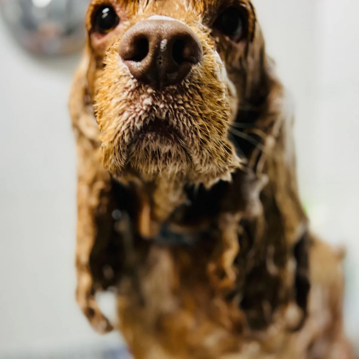 Cocker spaniel disfrutando de un baño en Lucky Dog Spa